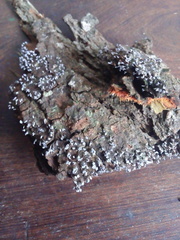 Physarum pezizoideum