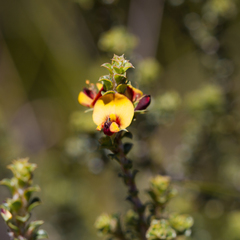 Pultenaea densifolia