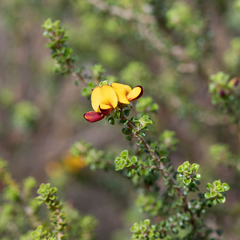 Pultenaea densifolia