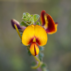 Pultenaea densifolia