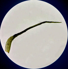 Trichodon cylindricus