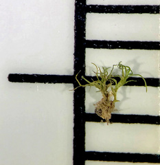 Trichodon cylindricus