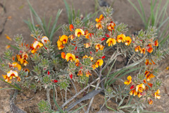 Pultenaea humilis