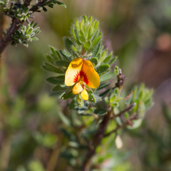 Pultenaea humilis
