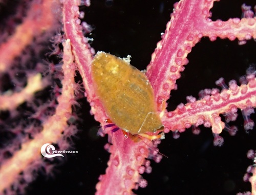 Representative image of Pagurus chevreuxi