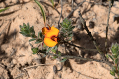 Pultenaea humilis