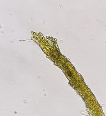 Trichodon cylindricus