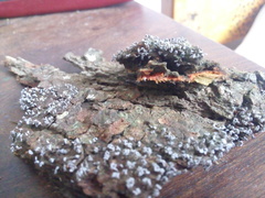 Physarum pezizoideum