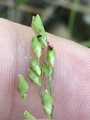 Dichanthelium depauperatum