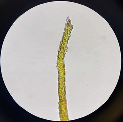 Trichodon cylindricus