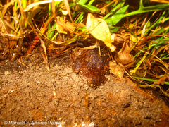 Pristimantis unistrigatus