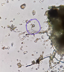 Trichodon cylindricus