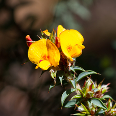 Pultenaea costata