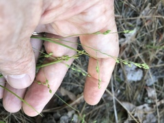 Dichanthelium depauperatum