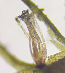 Trichodon cylindricus