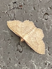 Chrysolarentia microcyma