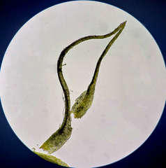 Trichodon cylindricus