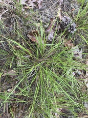 Dichanthelium depauperatum