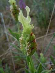 Lavandula viridis