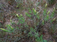 Lavandula viridis