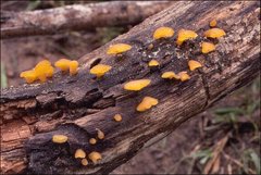 Heterotextus miltinus