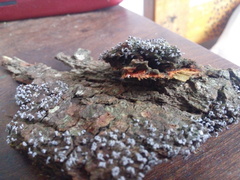 Physarum pezizoideum