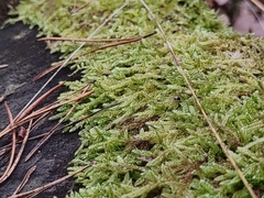 Hypnum cupressiforme