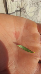 Leptospermum morrisonii