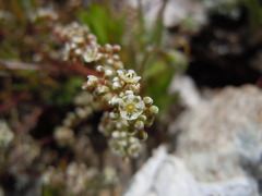 Corrigiola litoralis