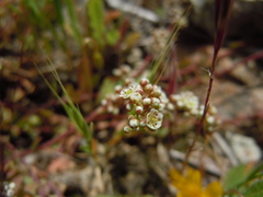 Corrigiola litoralis