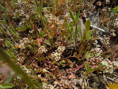 Corrigiola litoralis