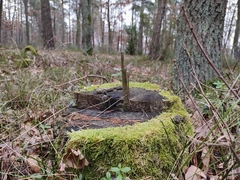 Hypnum cupressiforme