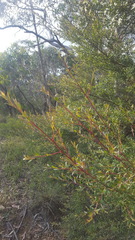 Leptospermum morrisonii