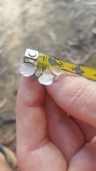 Leptospermum morrisonii