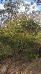 Leptospermum morrisonii