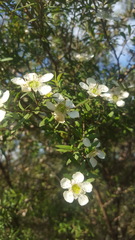 Leptospermum morrisonii