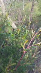 Leptospermum morrisonii