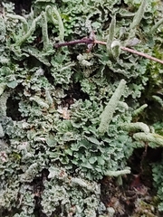 Cladonia