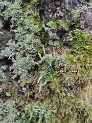 Cladonia