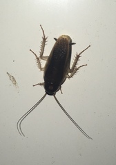 Ischnoptera bilunata