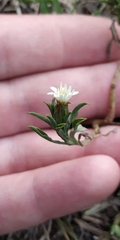 Noticastrum
