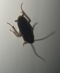 Ischnoptera bilunata