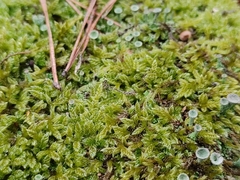 Hypnum cupressiforme