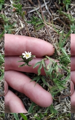 Noticastrum