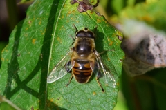 Eristalis tenax