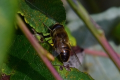 Eristalis tenax
