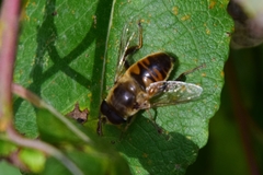 Eristalis tenax