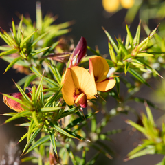 Pultenaea acerosa