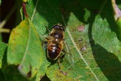 Eristalis tenax