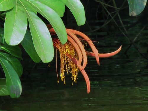 Pachira insignis (Sw.) Sw. ex Savigny 4